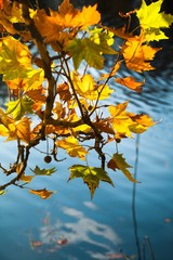 Yellow Autumn Plane Tree Leaves on the Branches near the Pond