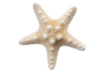 Marine life and sea creatures concept with a starfish isolated on white background with a clip path...