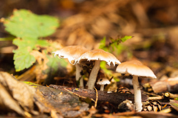 mushrooms in forest 
