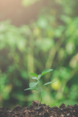 Greenery of young plant and seedling are growing in the soil with morning light.