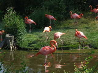group of flamingos