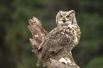 Fototapeta premium OWL