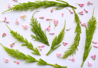 floral pattern of green branches of horsetail and small pink flowers, pastel light natural composition, top view