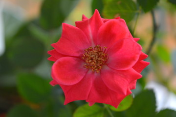 delicate romantic elegant red rose on the background of green leaves, beautiful floral composition, postcard, wallpaper