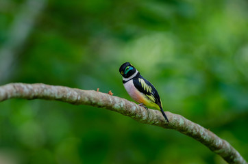 Black and Yellow broadbills perches on a brunch