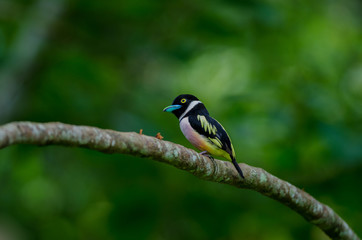 Black and Yellow broadbills perches on a brunch