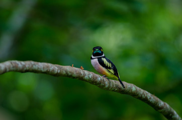 Black and Yellow broadbills perches on a brunch