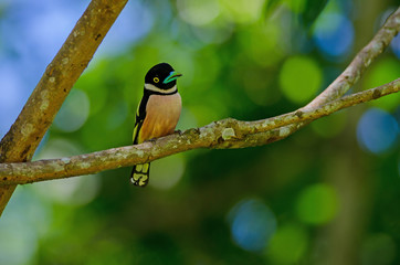 Black and Yellow broadbills perches on a brunch