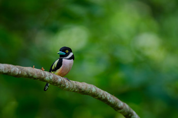 Black and Yellow broadbills perches on a brunch
