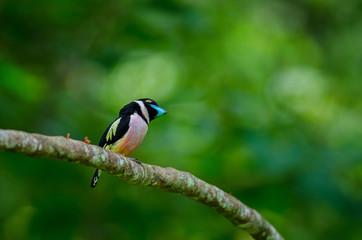 Black and Yellow broadbills perches on a brunch