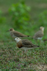 Oriental Plover (Charadrius veredus)