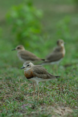 Oriental Plover (Charadrius veredus)