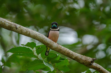 Black and Yellow broadbills perches on a brunch