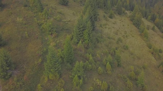 Aerial drone shot over a few trees near a great forest in lush green sorroundings.