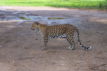 Closeup leopard hunting