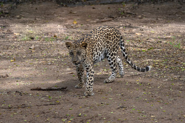 Closeup leopard hunting