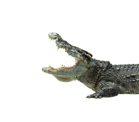 Closeup crocodile isolated on white background