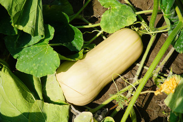 ripe butternut squash in the field during harvest season