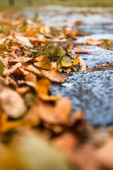 yellow dry leaves on the pavement