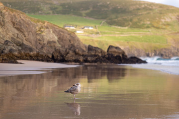 Coumeenoole Beach View with Bird