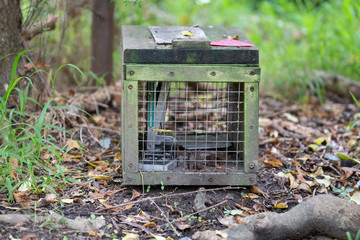 Predator control trap in new Zealand