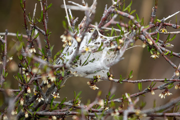 Spiders web in twigs
