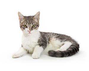 Grey and White Tabby Kitten Lying Over White