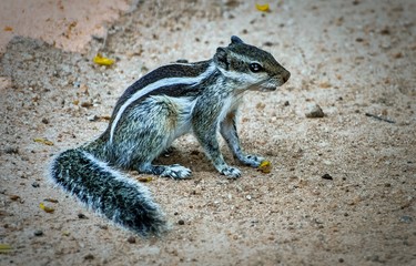 Chipmunk with hunting eyes