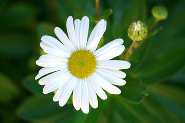 Obraz premium close up on max chrysanthemum flower blooming