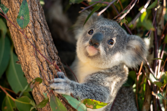 Koala joey looks for eucalyptus leaves to eat