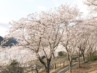 Obraz premium 桜の木