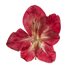 Pressed and dried flower gladiolus. Isolated on white