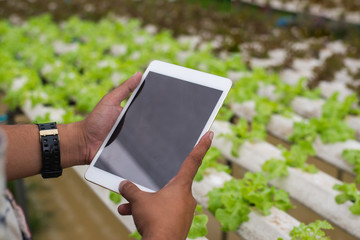 Farmer with tablet for working organic hydroponic vegetable garden at greenhouse. Smart agriculture, farm , sensor technology concept. Farmer hand using tablet for monitoring temperature.