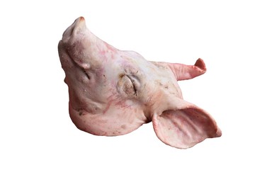 isolated dead head pig on white background