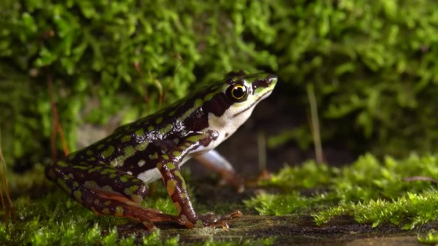 Rio Faisanes Stubfoot Toad (Atelopus coynei). A very rare toad from humid forests in Western Ecuador considered as critically endangered by the IUCN.