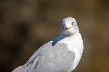 Portrait of a Seagull