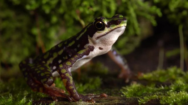 Rio Faisanes Stubfoot Toad (Atelopus coynei) jumping in slow motion. A very rare toad from humid forests in Western Ecuador considered as critically endangered by the IUCN. 
