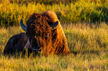 A Bison Looking Annoyed on the Colorado Prairie
