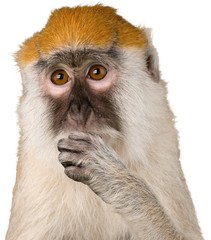 Eating Monkey Close-up - Isolated