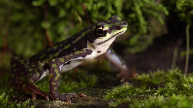 Rio Faisanes Stubfoot Toad (Atelopus coynei). A very rare toad from humid forests in Western Ecuador considered as critically endangered by the IUCN.