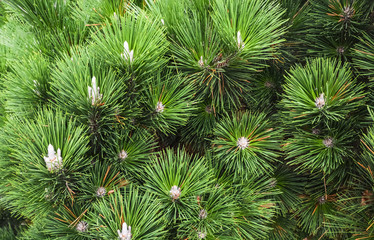 Green pine tree leaves close up. Fir tree leaves texture