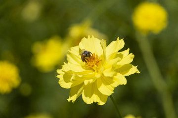 A bee is drinking nectar from the pollen of a yellow cosmos flower in bright sunlight