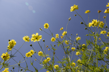 Low angle view of yellow cosmos flowers blooming in the bright sunlight on a clear sky background