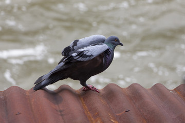 A pigeon perches on a rusty corrugated metallic roof sheet and spreads its wings, preparing to fly