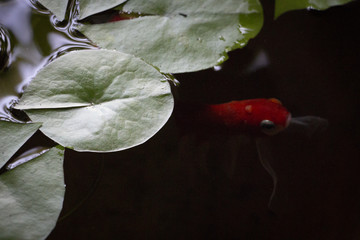 An elusive beautiful red fish is hiding underneath waterlily leaves in a dark pond 
