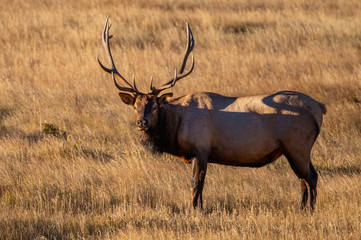 Large Bull Elk on a Cold Fall Morning in the Mountain Meadows of Rocky Mountain National Park