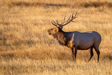 Large Bull Elk Bugling on a Cold Fall Morning in the Mountain Meadows of Rocky Mountain National Park