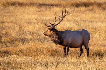 Naklejka na ściany i meble Large Bull Elk on a Cold Fall Morning in the Mountain Meadows of Rocky Mountain National Park