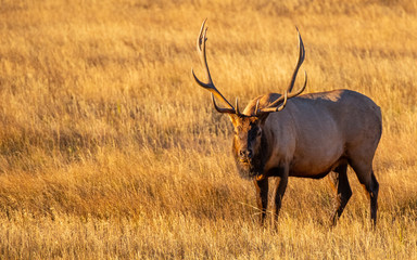 Large Bull Elk on a Cold Fall Morning in the Mountain Meadows of Rocky Mountain National Park