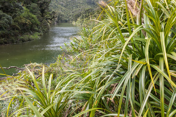 Porarari river, West Coast, South Island, New Zealand